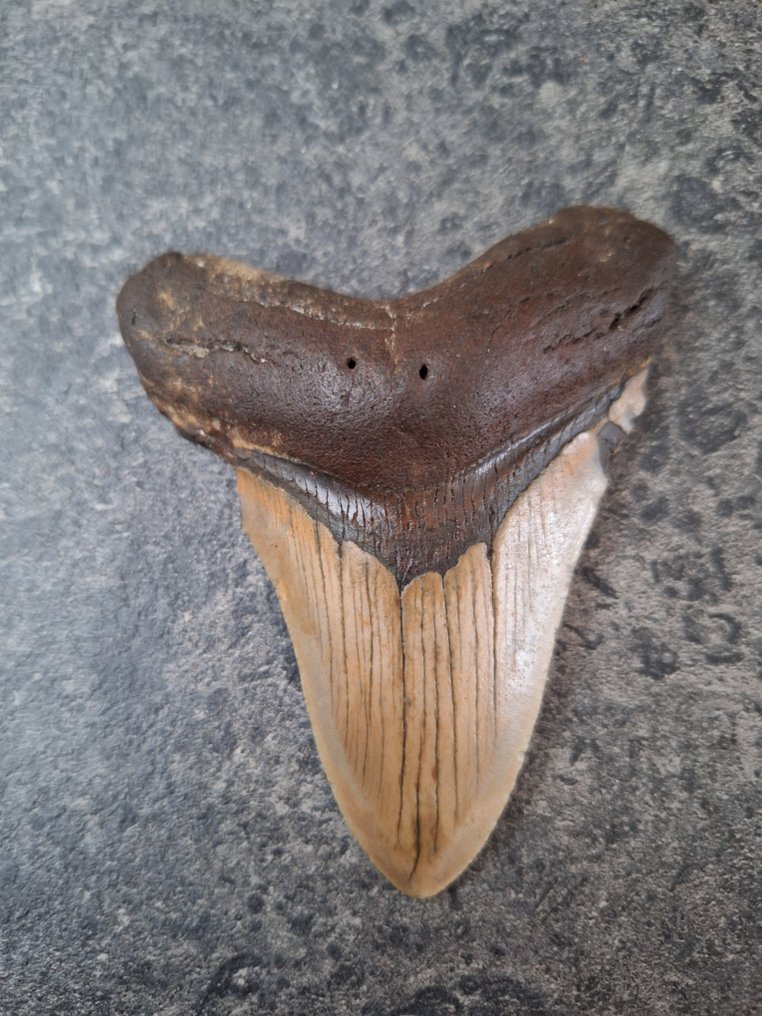 Megalodon - Fossil tooth - 9.9 cm - 7.9 cm #2.1