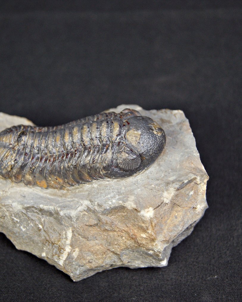Trilobit - Tierfossil - Morocops ovatus  (Ohne mindestpreis) #1.0