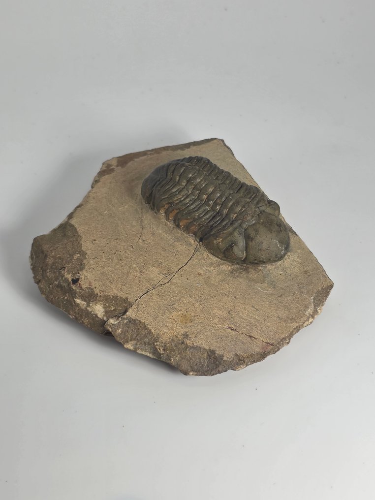 三叶虫 - 动物化石 - reedops chepalotes/Diademaproetus praecurso - 9 cm  (没有保留价) #1.0