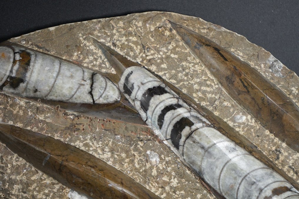 Orthoceras - Tierfossil - 20 cm  (Ohne mindestpreis) #2.1