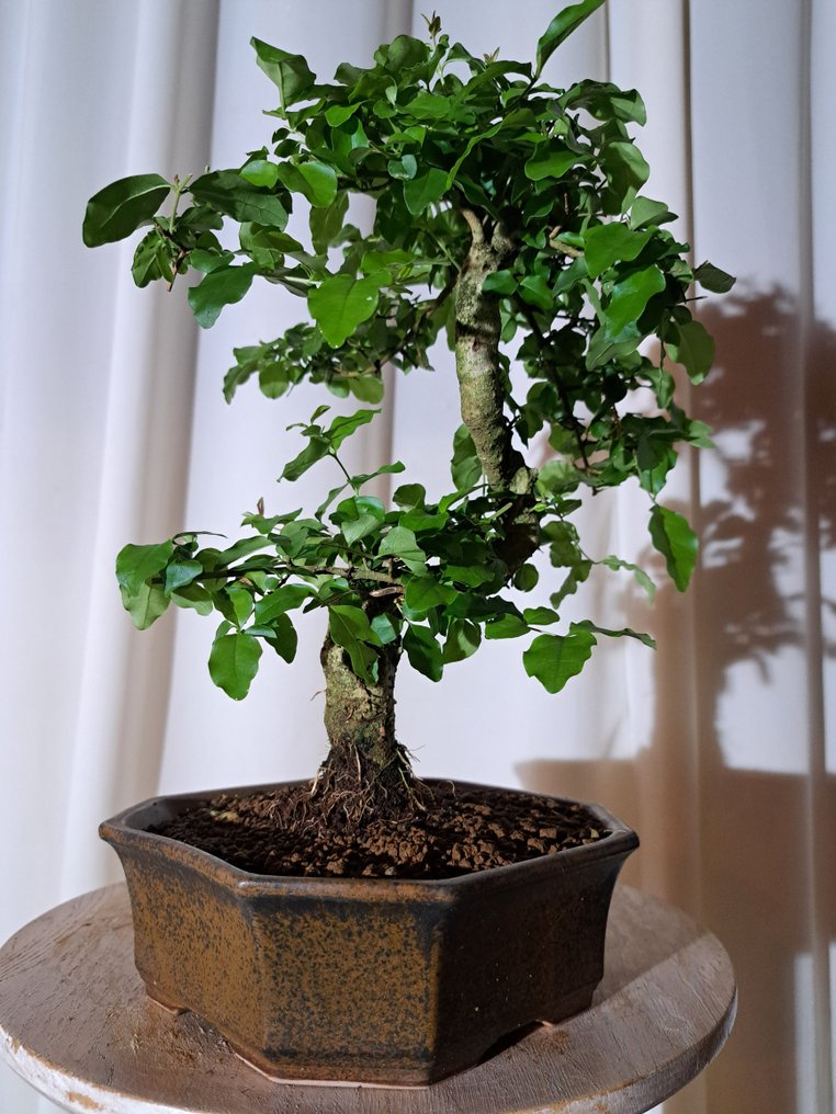 女贞盆景（女贞属） - 高度 (树干): 25 cm - 深度 (树干): 22 cm - 荷兰 #3.2