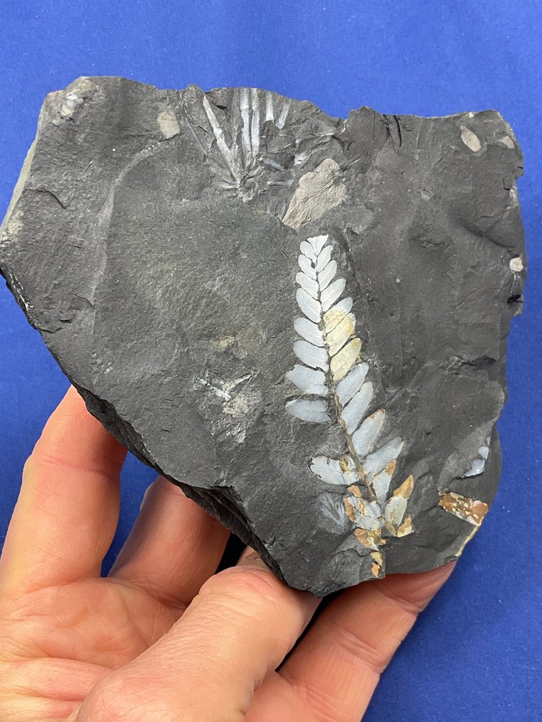 令人惊叹的彩色植物化石 - 植物化石 - Neuropteris sp. - 14 cm - 13 cm  (沒有保留價) #4.3