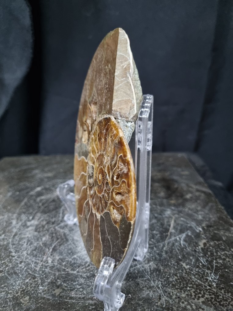 Όμορφο μεγάλο αμμόνητο - Σπάνιο χρώμα. - Απολιθωμένο ζώο - Aioloceras (Cleoniceras) sp - 138 mm - 110 mm  (χωρίς τιμή ασφαλείας) #4.3