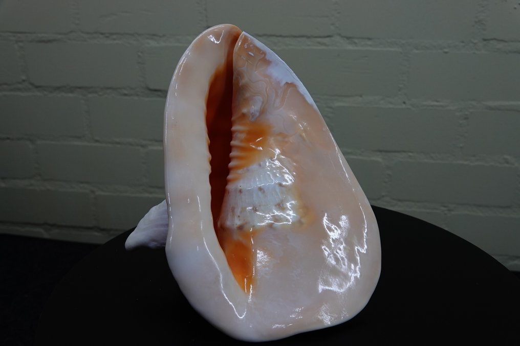 Κέρατο κράνος Αχιβάδα - Cassis cornuta  (χωρίς τιμή ασφαλείας) #4.3