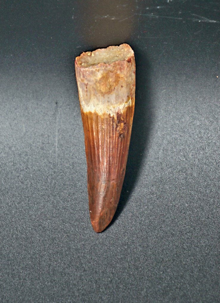 Σπινόσαυρος - Απολιθωμένο ζώο - Spinosaur Aegyptiacus - 6 cm  (χωρίς τιμή ασφαλείας) #1.0