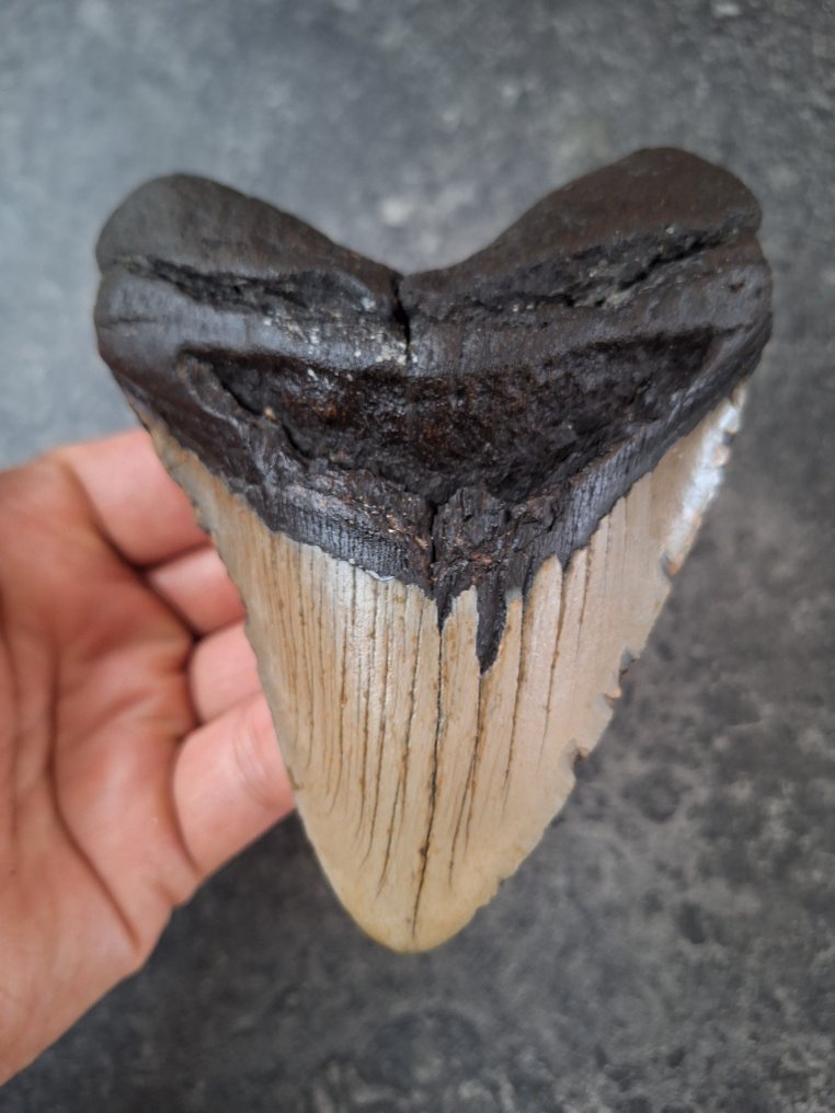 巨齿鲨 - 牙齿化石 - 11.7 cm - 9.4 cm #1.0