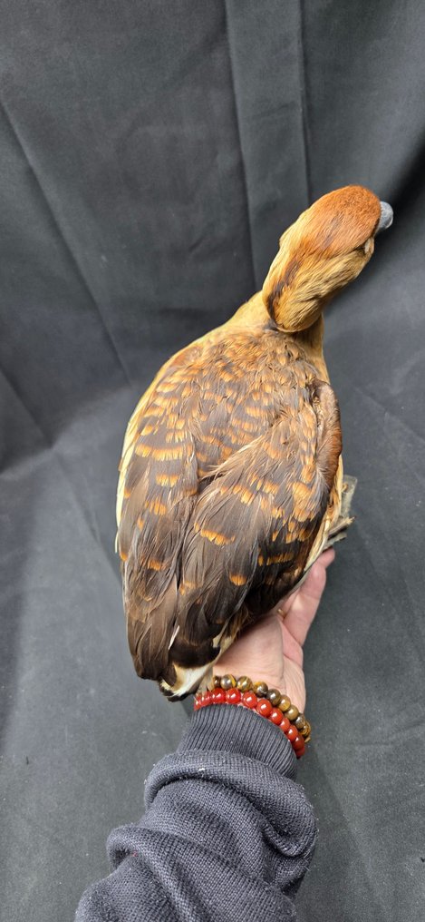 Fulvous Whistling Duck - Καλή παρουσίαση Βάση ταρίχευσης ολόκληρου σώματος - Dendrocygna bicolor - 26 cm - 36 cm - 0 cm - Είδη που δεν ανήκουν στο CITES #3.2
