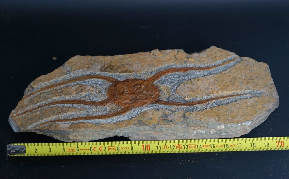 海百合 - 動物化石 - 20 cm  (沒有保留價) #3.2