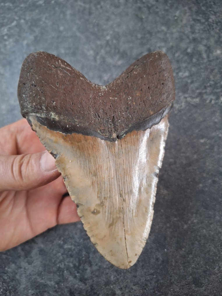 Megalodon - Fossil tooth - nice - 12.9 cm - 9.5 cm #1.0