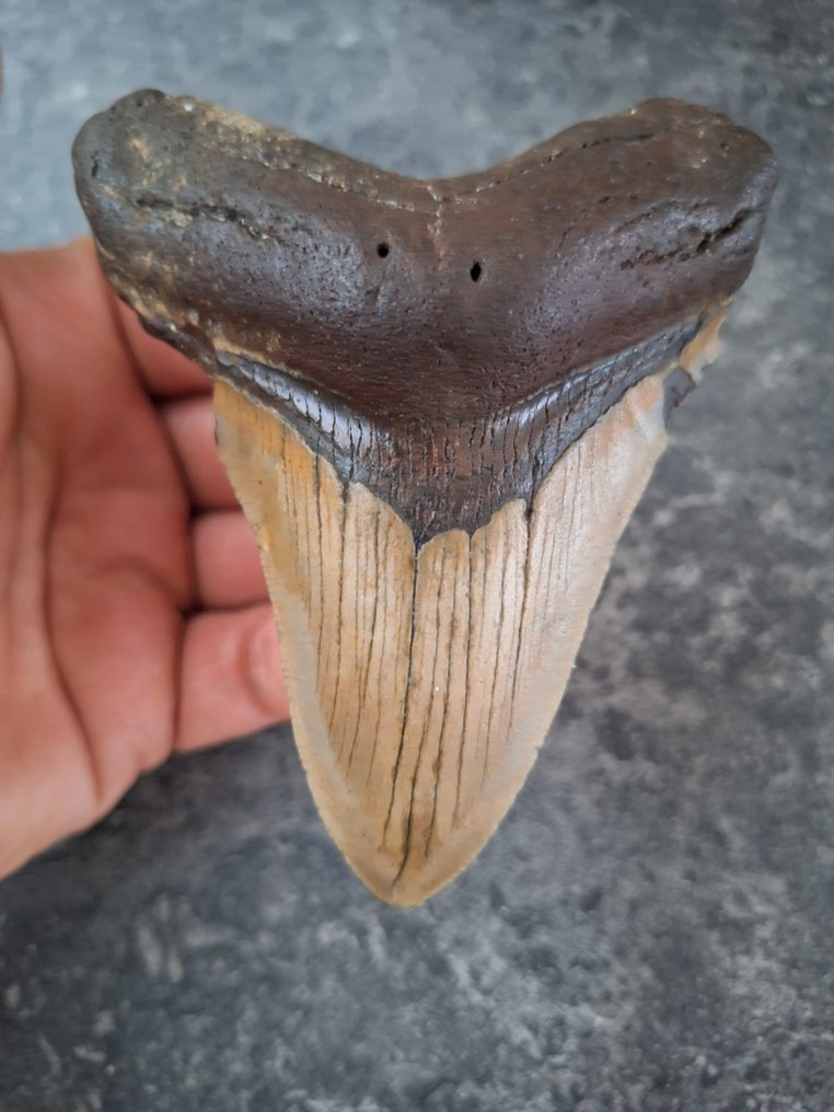 Megalodon - Fossil tooth - 9.9 cm - 7.9 cm #1.0