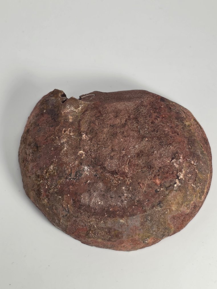 Ammonoid - Fossiliserat skal - Aioloceras (Cleoniceras) sp. - 9.5 cm  (Utan reservationspris) #4.3