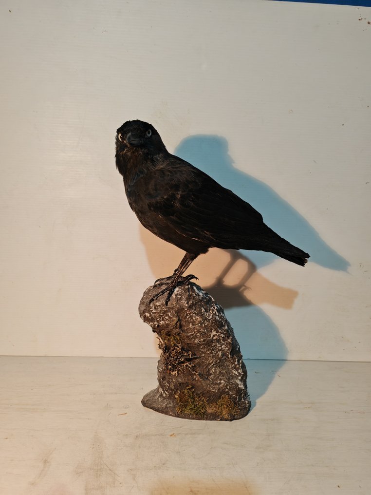 Taccola Βάση ταρίχευσης ολόκληρου σώματος - Coloeus monedula - with closed footring - 45 cm - 25 cm - 29 cm - 1 #2.1