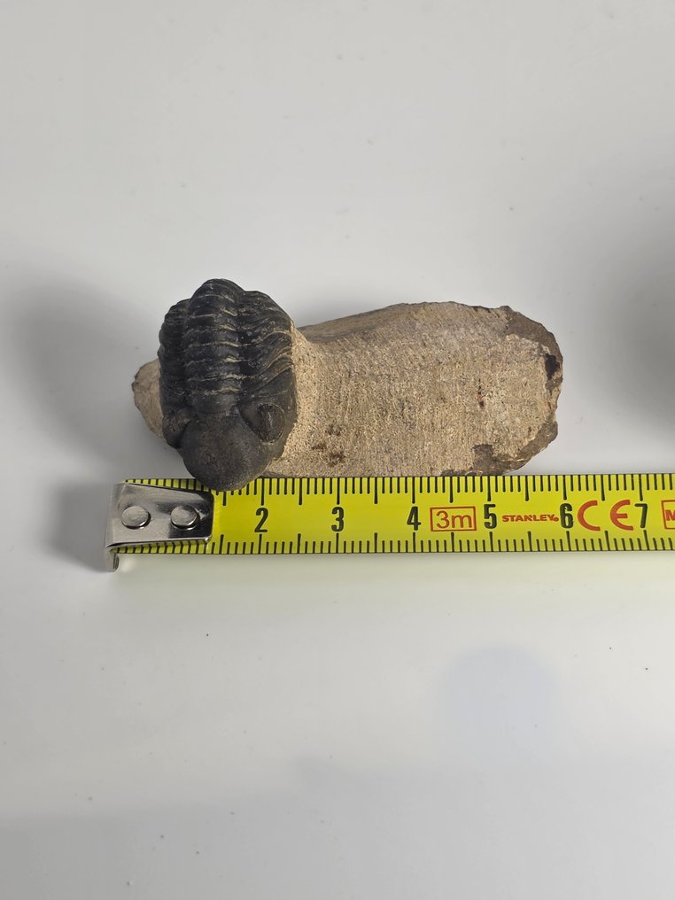 Trilobit - Tierfossil - Phacops - 6 cm  (Ohne mindestpreis) #4.3