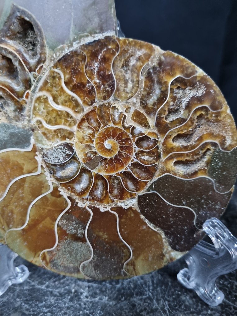 Όμορφο μεγάλο αμμόνητο - Σπάνιο χρώμα. - Απολιθωμένο ζώο - Aioloceras (Cleoniceras) sp - 138 mm - 110 mm  (χωρίς τιμή ασφαλείας) #3.2