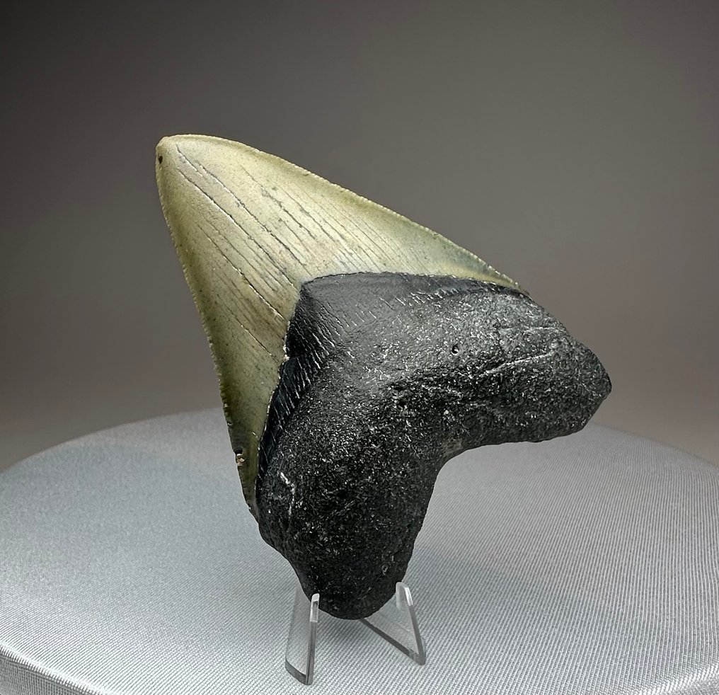 Megalodon - Fossil tooth - 10 cm - 7 cm #2.1