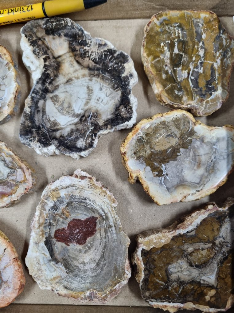 Μεγάλη ποσότητα HQ πλακών απολιθωμένου ξύλου 11 - 7,5 εκ. Σύμπλεγμα κρυστάλλων- 1444 g #3.2