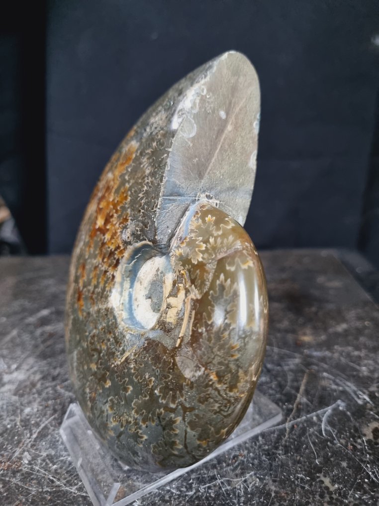 美丽的巨大菊石，具有美丽的图案 - 動物化石 - Aioloceras (Cleoniceras) sp - 128 mm - 105 mm  (沒有保留價) #2.1