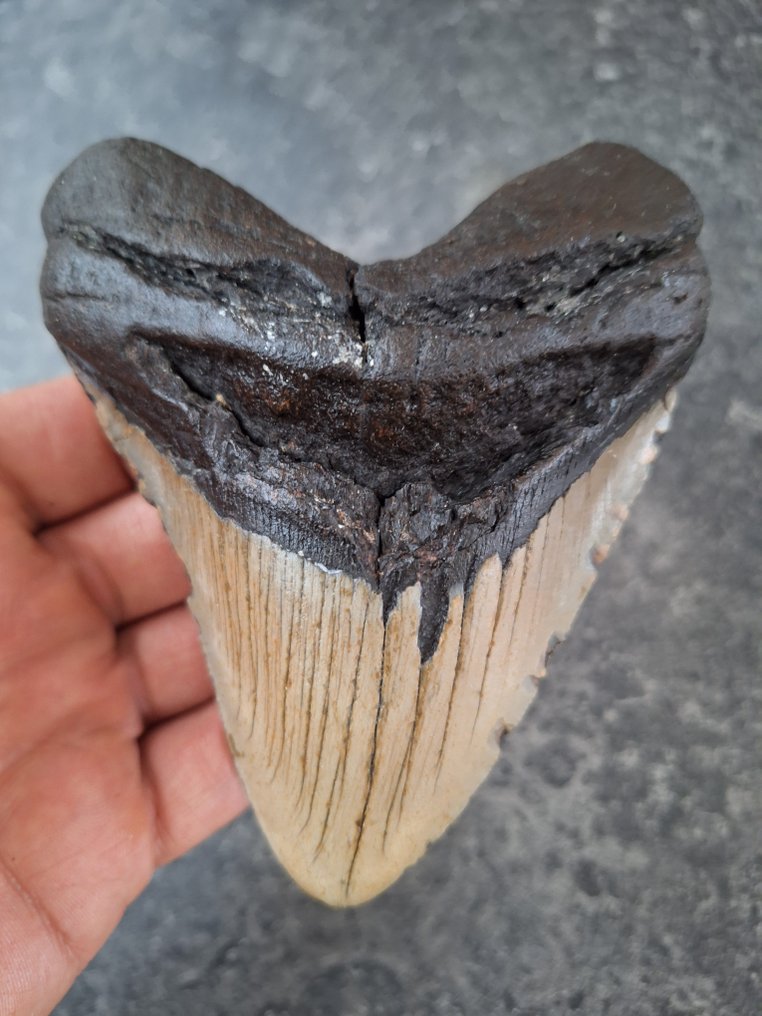 巨齿鲨 - 牙齿化石 - 11.7 cm - 9.4 cm #1.0