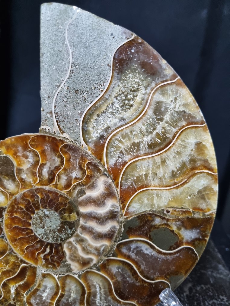 美丽的大型菊石 - 稀有的颜色 - 动物化石 - Aioloceras (Cleoniceras) sp - 150 mm - 120 mm  (没有保留价) #3.2