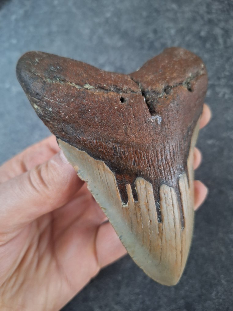 巨齿鲨 - 牙齿化石 - *FALLING DROPLETS* art TOOTH! - 12.5 cm - 8.6 cm #3.2