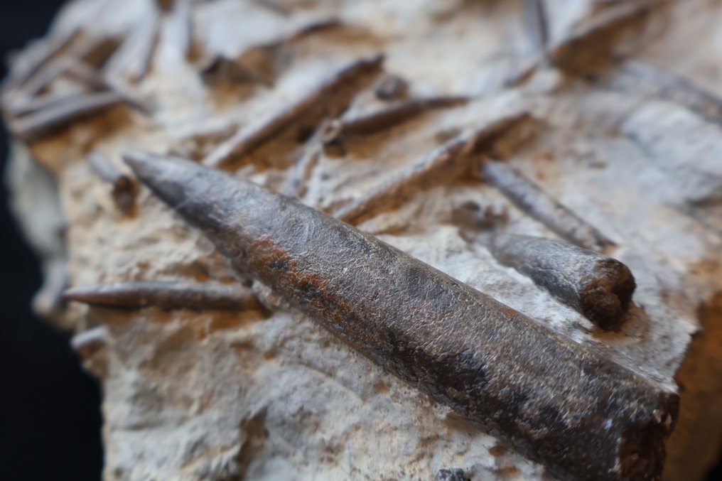 菊石块 - 贝壳化石 - Passalotheutis- Hastites - 24 cm - 36 cm #2.1