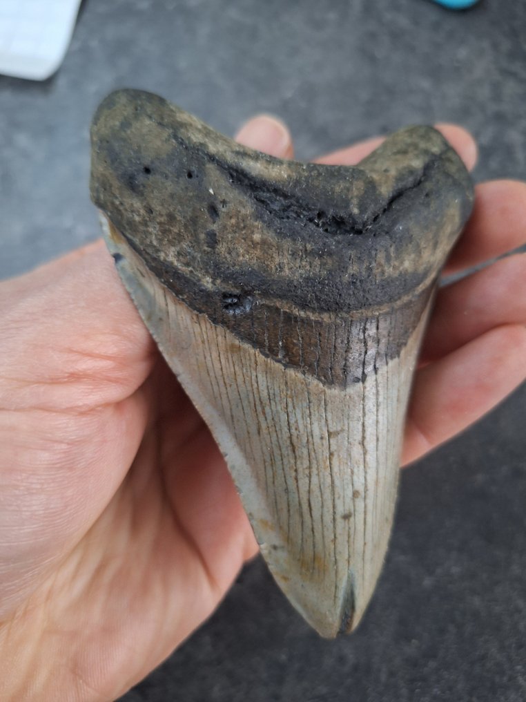 巨牙鯊 - 牙齒化石 - nice - 11.1 cm - 7.6 cm #3.2