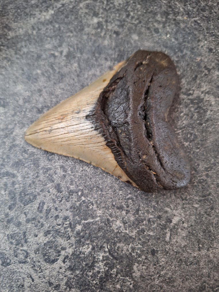 Megalodon - Fossil tooth - 9.9 cm - 8.2 cm #4.3