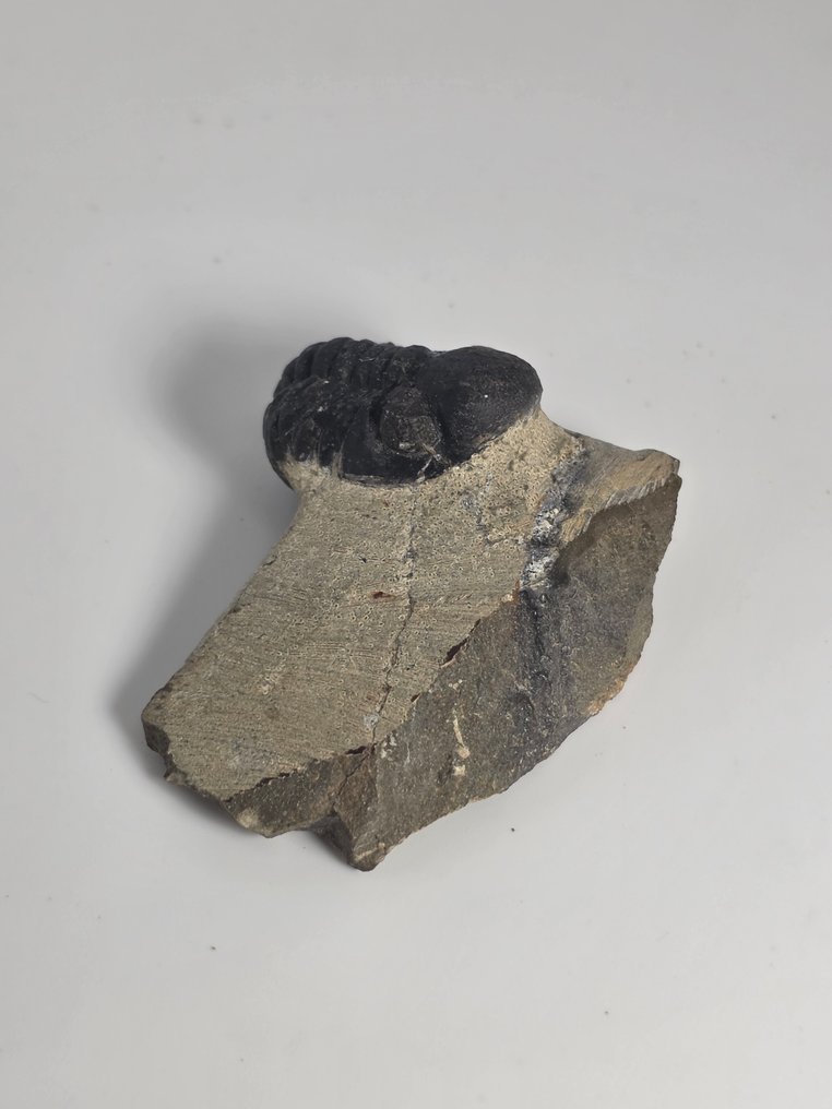 三葉蟲 - 動物化石 - Phacops - 5.5 cm  (沒有保留價) #1.0