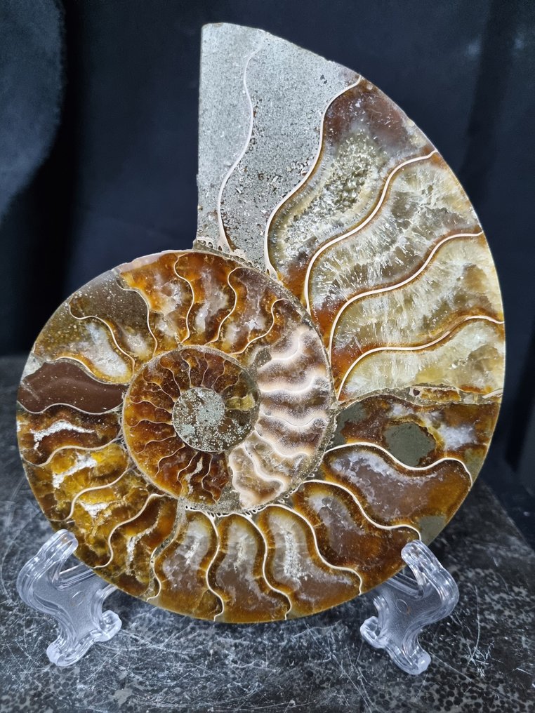 美丽的大型菊石 - 稀有的颜色 - 动物化石 - Aioloceras (Cleoniceras) sp - 150 mm - 120 mm  (没有保留价) #1.0