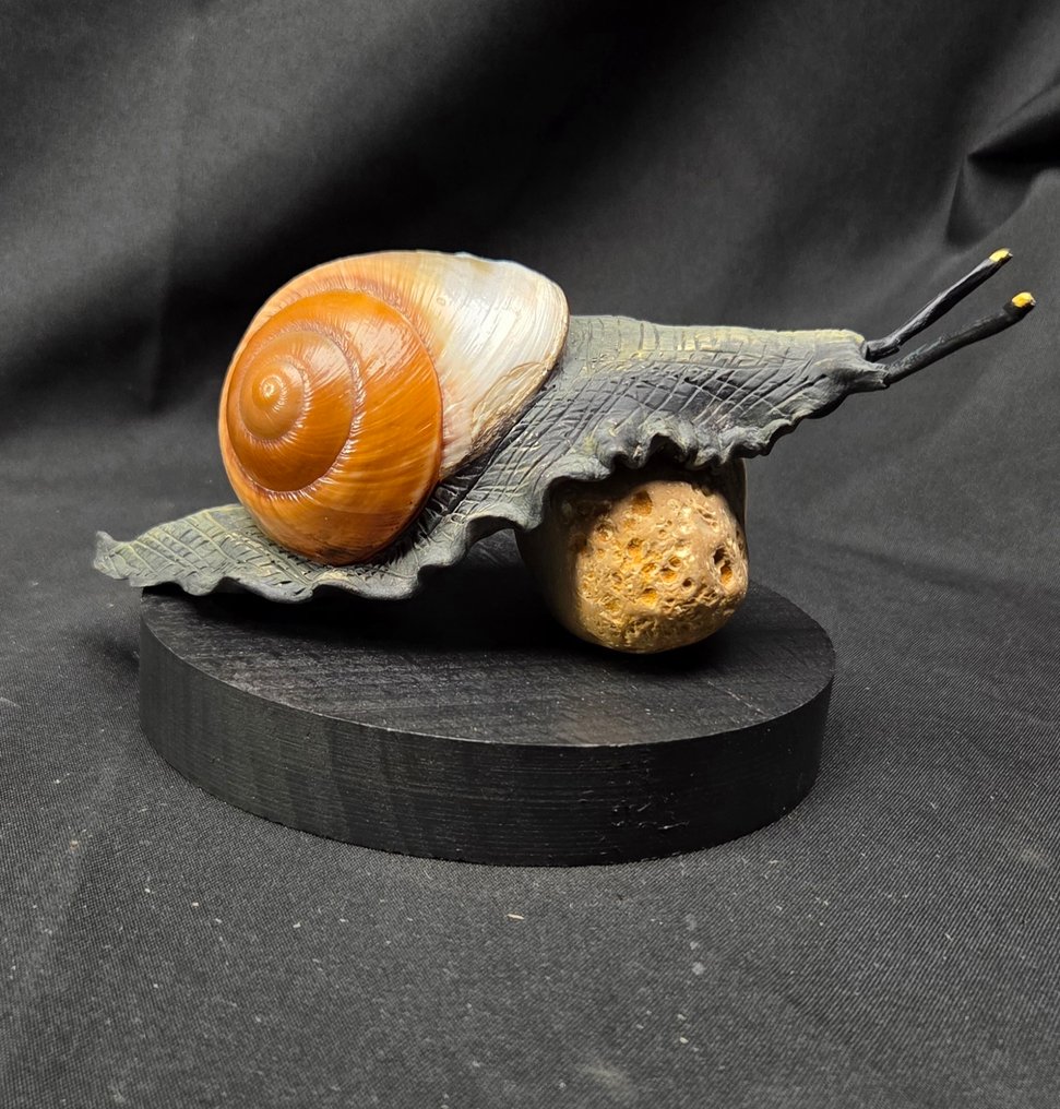 . - Διόραμα - Σώμα σαλιγκαριού γης, αναπαραγωγή - Ποιότητα μουσείου - Ryssota ovum - Πραγματικό τέρας κελύφους - #1.0