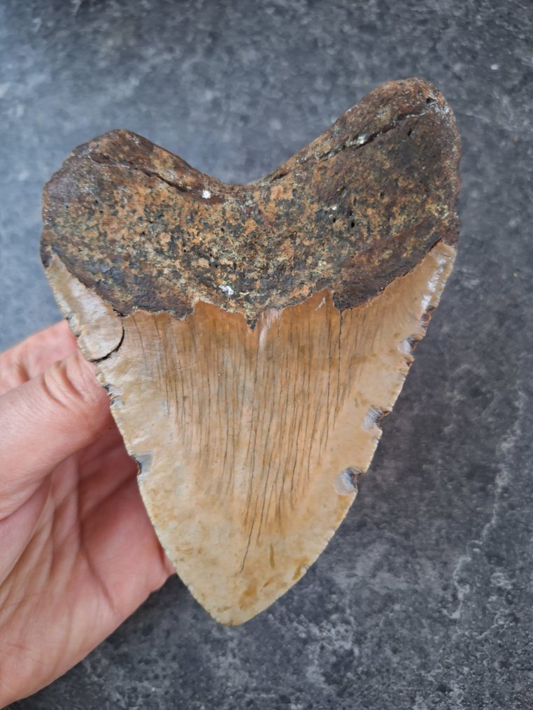 Megalodon - Απολιθωμένο δόντι - fatboy - 12.8 cm - 9 cm #1.0