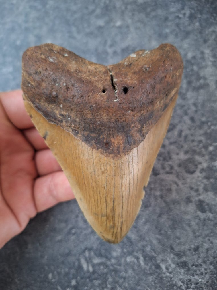 Megalodón - Diente fósil - fatboy - 10.5 cm - 7.8 cm #1.0