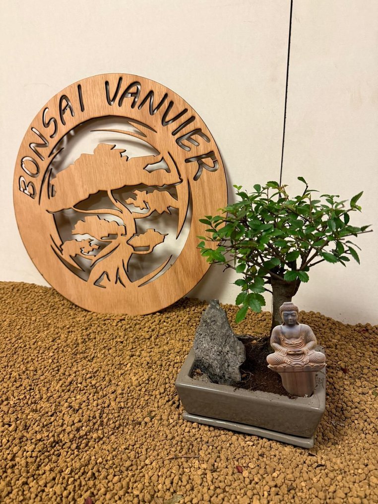 Ιαπωνική φτελιά μπονσάι (Τζέλοβα) - Ύψος (Δέντρο): 20 cm - Βάθος (Δέντρο): 15 cm - Βέλγιο #3.2