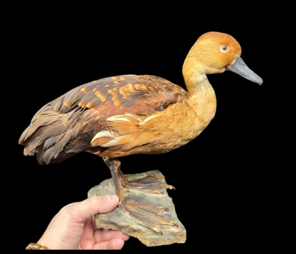 Fulvous Whistling Duck - Καλή παρουσίαση Βάση ταρίχευσης ολόκληρου σώματος - Dendrocygna bicolor - 26 cm - 36 cm - 0 cm - Είδη που δεν ανήκουν στο CITES #1.0