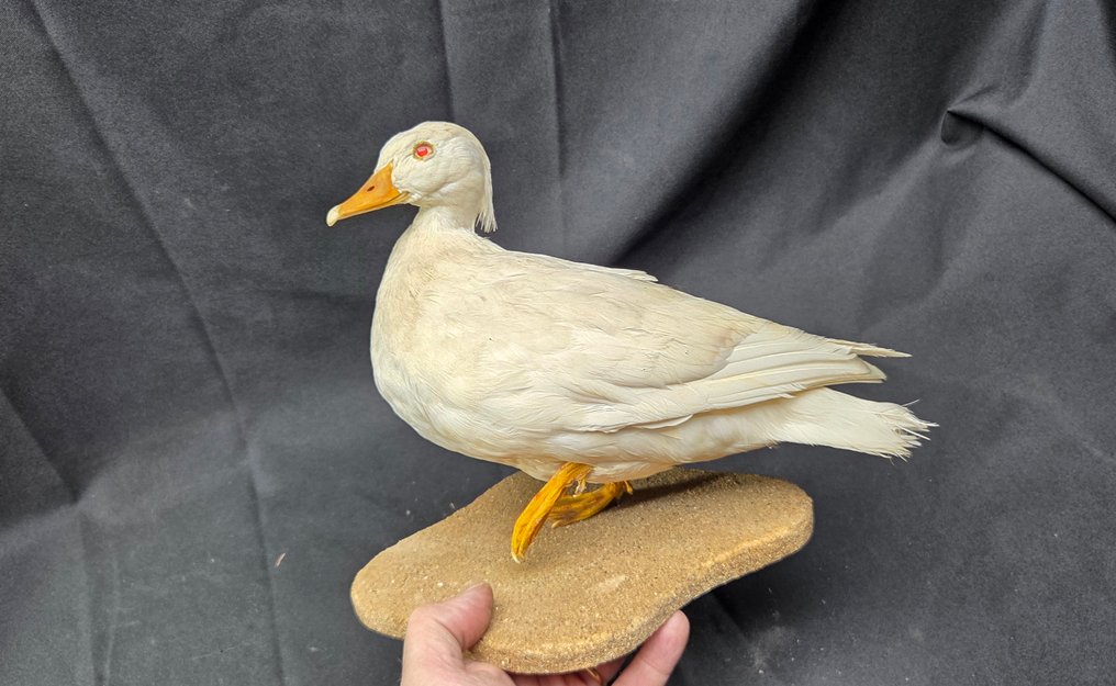 albino Muscovy duck - Good presentation- Taxidermy full body mount - Cairina moschata - 24 cm - 30 cm - 0 cm - Non-CITES species #1.0