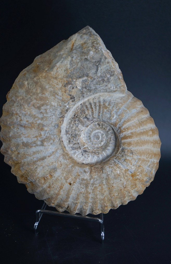 斑彩螺 - 动物化石 - Mantelliceras - 13 cm  (没有保留价) #3.2