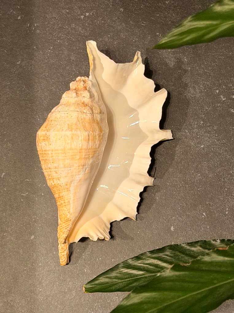 Scallop Αχιβάδα - Lambis truncata (χωρίς τιμή ασφαλείας) #1.0