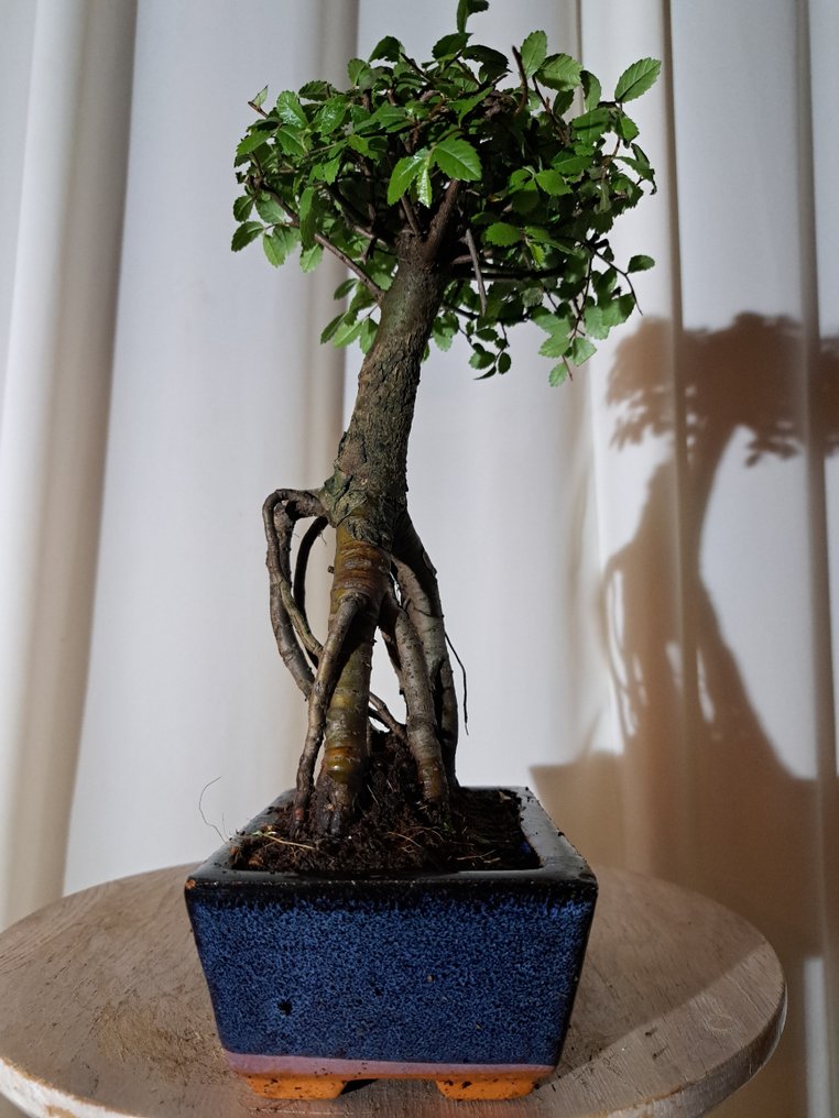 中国榆木盆景（樃榆） - 高度 (树干): 25 cm - 深度 (树干): 15 cm - 荷兰 #2.1