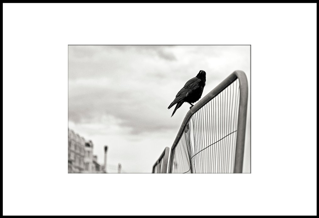 Roberto Cavalli (1971) - Into the wild, In Brighton /  #625 #4.3