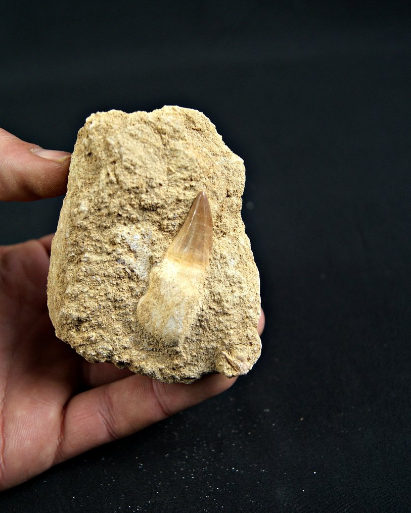 沧龙 - 牙齿化石 - Mosasaurus Alta calidad  (没有保留价) #2.1