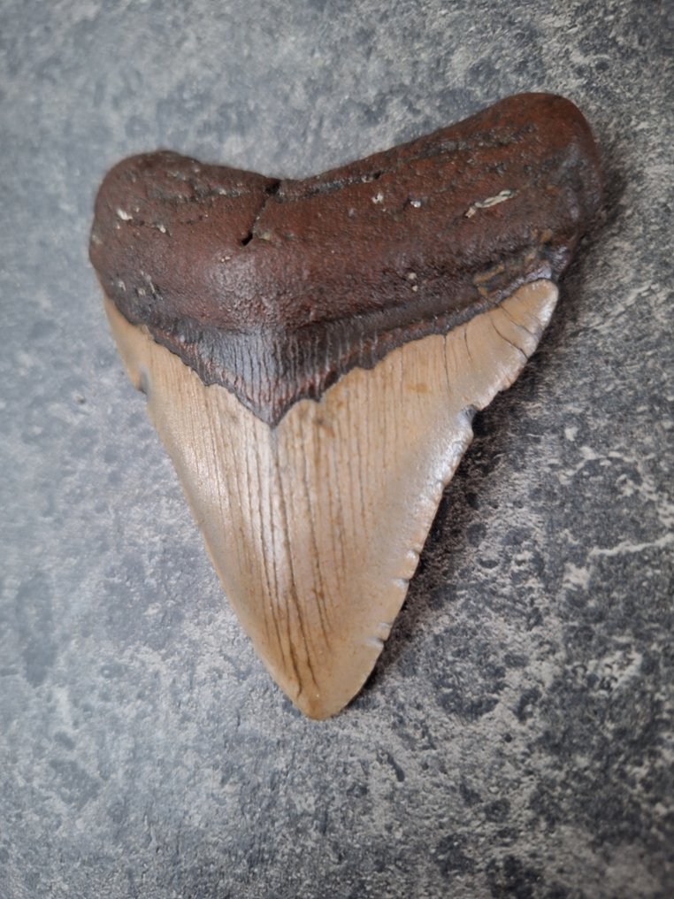 Megalodon - Fossil tooth - 9.2 cm - 7.7 cm #3.2