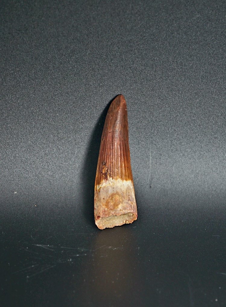 Σπινόσαυρος - Απολιθωμένο ζώο - Spinosaur Aegyptiacus - 6 cm  (χωρίς τιμή ασφαλείας) #4.3