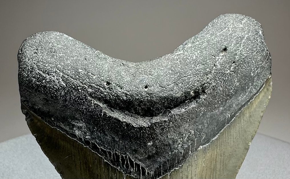 Megalodon - Fossil tooth - 10 cm - 8 cm #4.3