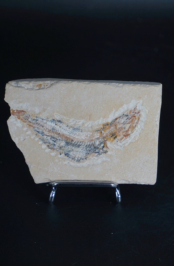 Απολιθωμένο ζώο - fish - 7 cm  (χωρίς τιμή ασφαλείας) #1.0