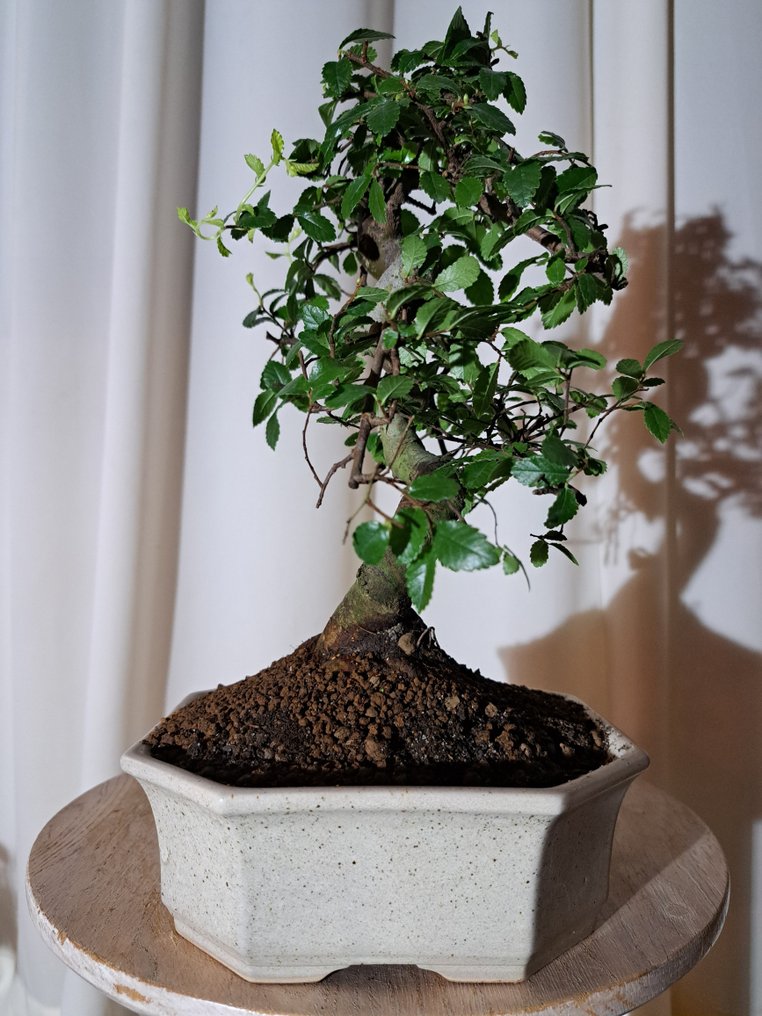 中国榆木盆景（樃榆） - 高度 (树干): 26 cm - 深度 (树干): 21 cm - 荷兰 #2.1