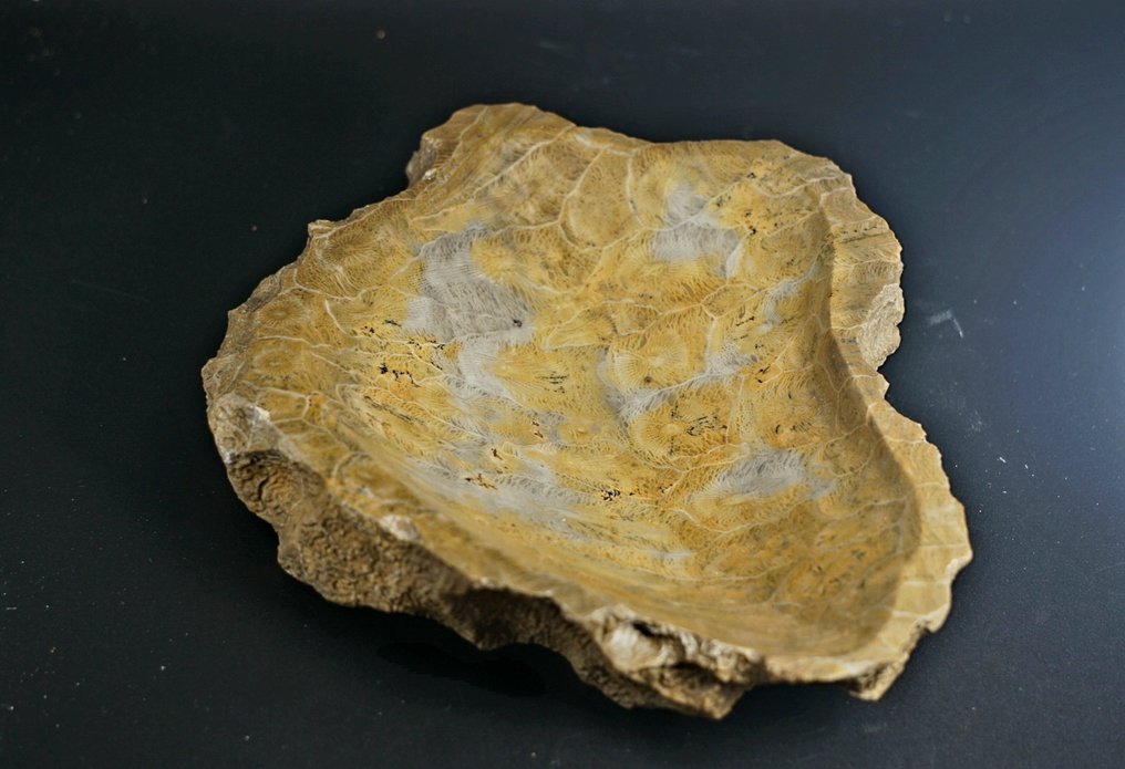 化石 - 动物化石 - Fossil coral dish - 18 cm  (没有保留价) #1.0