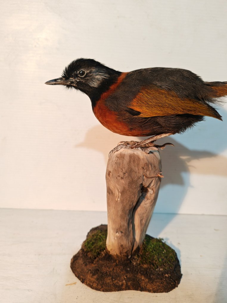 Τραγουδιστής με λαιμόκοψη και γέλιο Βάση ταρίχευσης ολόκληρου σώματος - Trochalopteron yersini - 32 cm - 16 cm - 21 cm - 1 #2.1