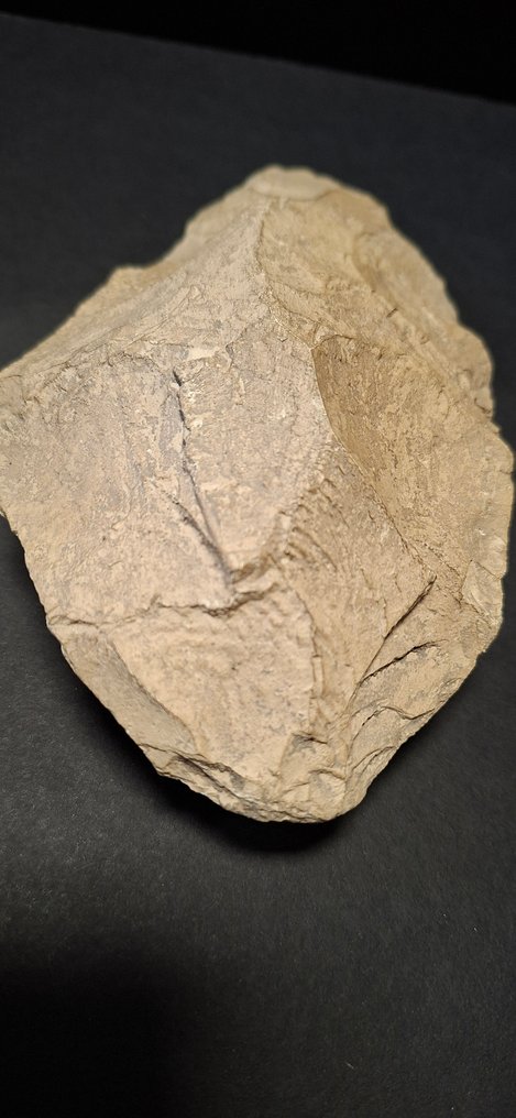 新石器时代 石器 工具 - 140 mm  (没有保留价) #1.0