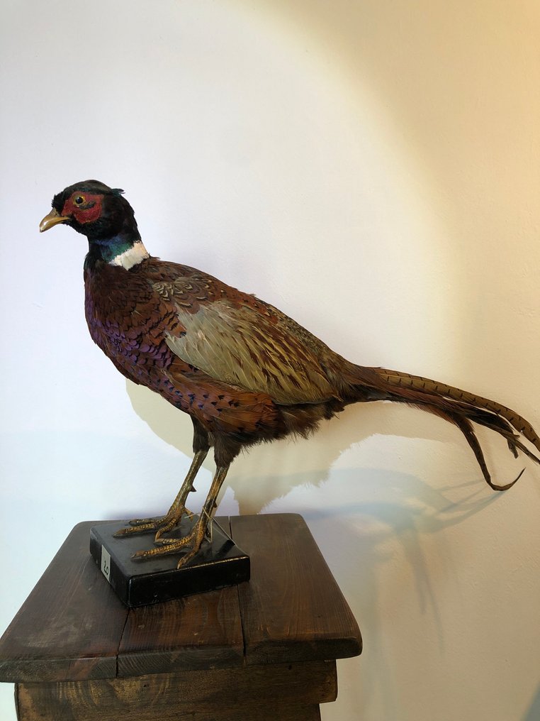 野雞 標本全身支架 - phasianus colchicus - 35 cm - 12 cm - 70 cm - 非《瀕臨絕種野生動植物國際貿易公約》物種 - 1 #1.0