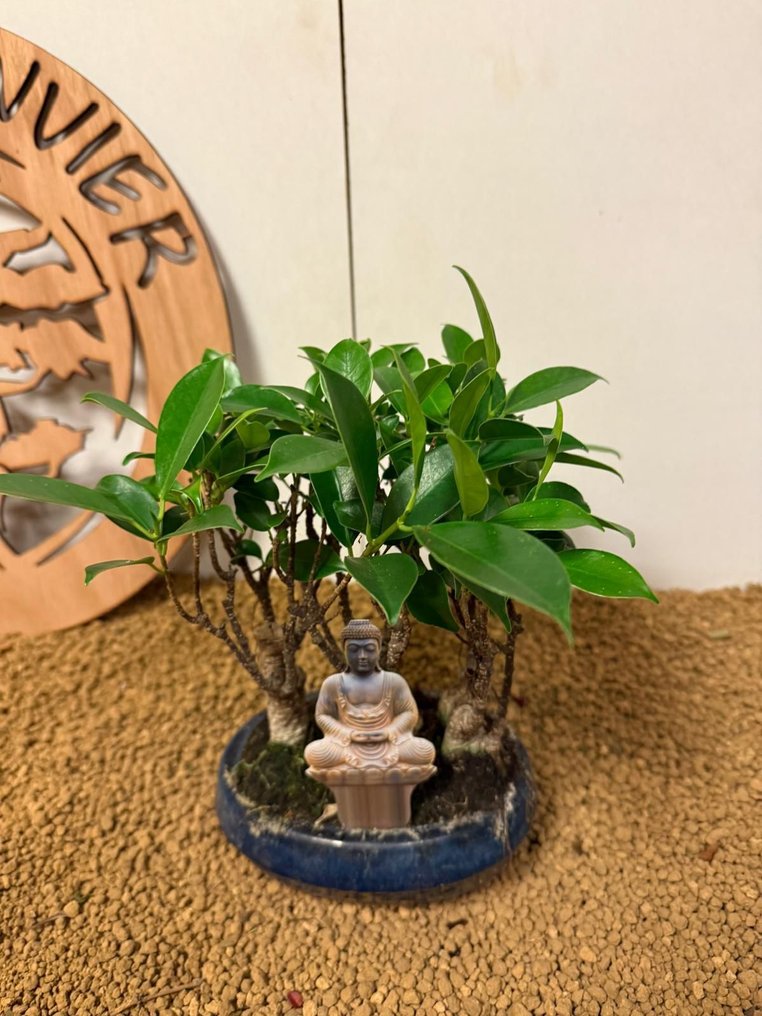 Συκιά μπονσάι (Ficus) - Ύψος (Δέντρο): 20 cm - Βάθος (Δέντρο): 18 cm - Βέλγιο #1.0